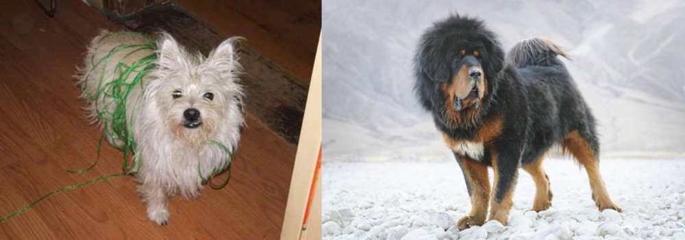Tibetan Mastiff vs Cairland Terrier - Breed Comparison
