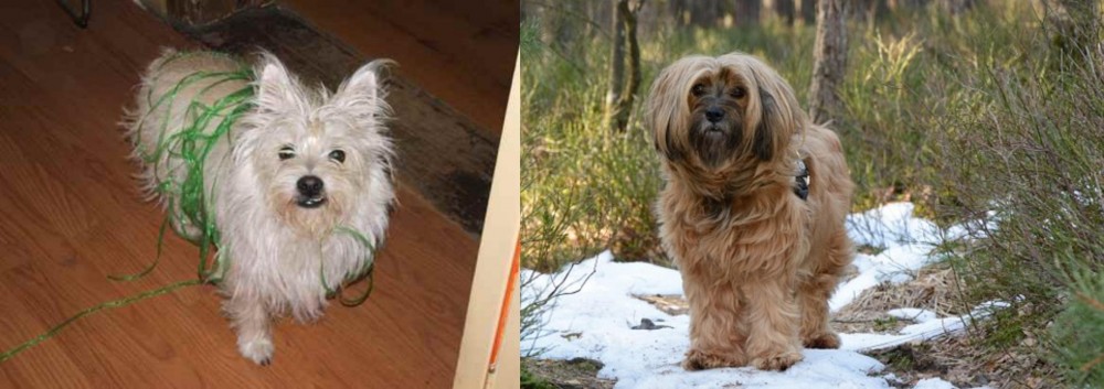 Tibetan Terrier vs Cairland Terrier - Breed Comparison
