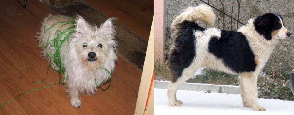Tornjak vs Cairland Terrier - Breed Comparison