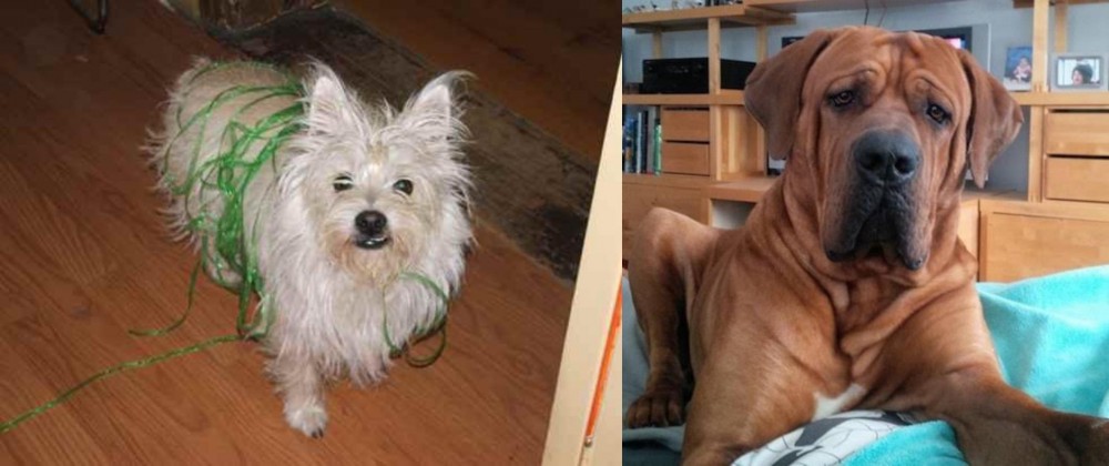 Tosa vs Cairland Terrier - Breed Comparison