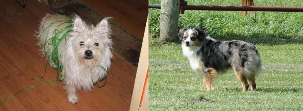 Toy Australian Shepherd vs Cairland Terrier - Breed Comparison
