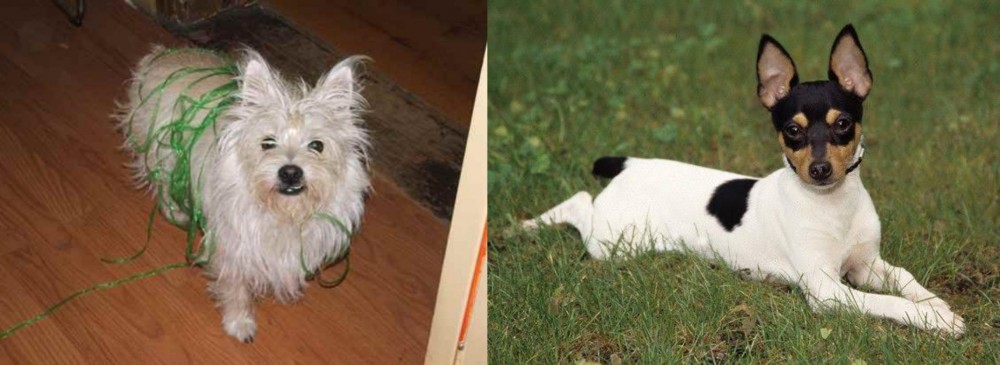 Toy Fox Terrier vs Cairland Terrier - Breed Comparison