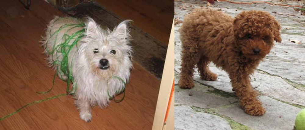 Toy Poodle vs Cairland Terrier - Breed Comparison