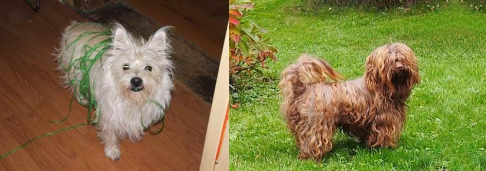 Tsvetnaya Bolonka vs Cairland Terrier - Breed Comparison