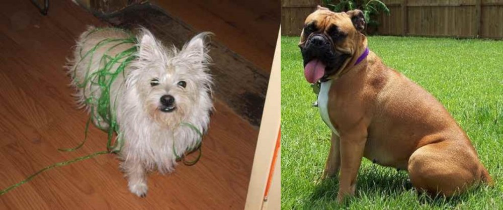 Valley Bulldog vs Cairland Terrier - Breed Comparison