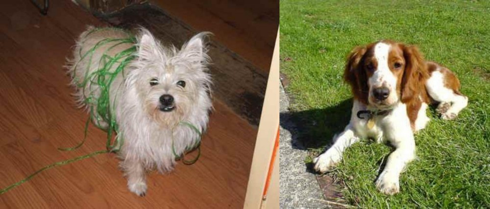 Welsh Springer Spaniel vs Cairland Terrier - Breed Comparison