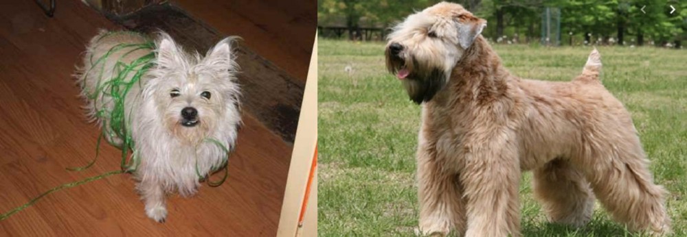 Wheaten Terrier vs Cairland Terrier - Breed Comparison