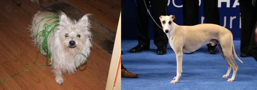 Whippet vs Cairland Terrier - Breed Comparison