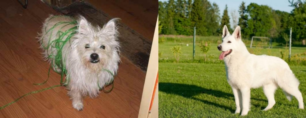 White Shepherd vs Cairland Terrier - Breed Comparison