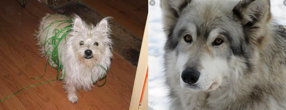 Wolfdog vs Cairland Terrier - Breed Comparison