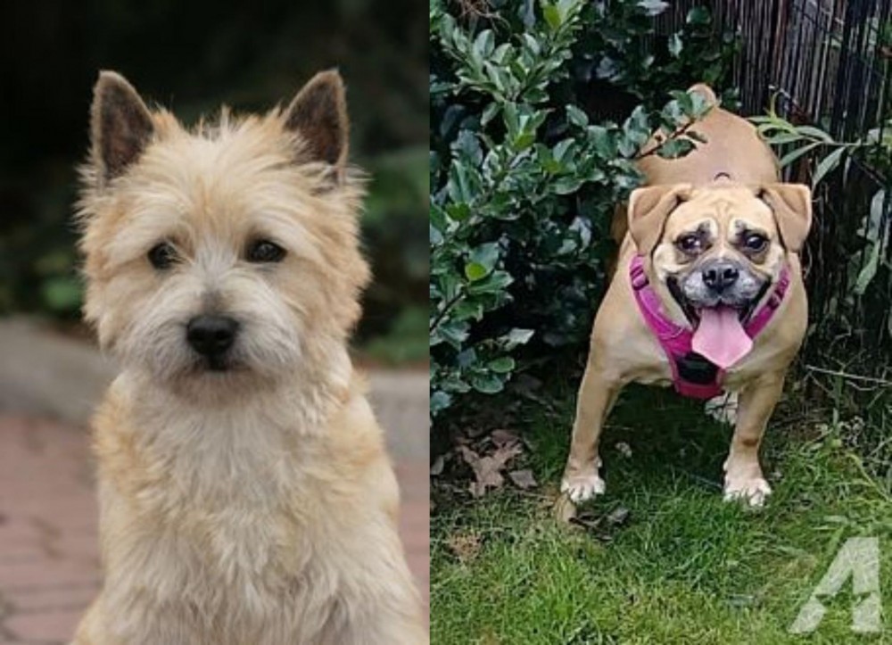 Beabull vs Cairn Terrier - Breed Comparison
