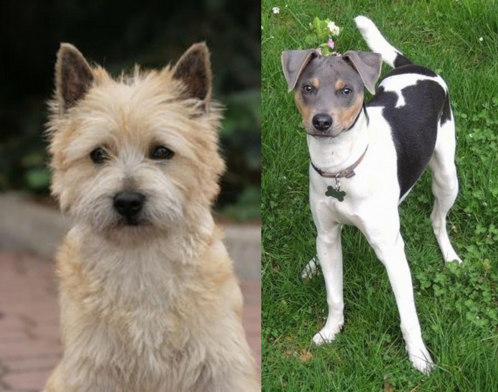 Brazilian Terrier vs Cairn Terrier - Breed Comparison