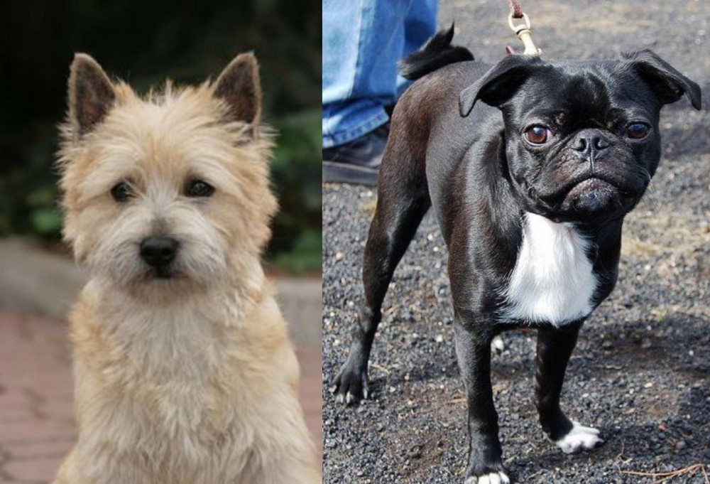 Bugg vs Cairn Terrier - Breed Comparison