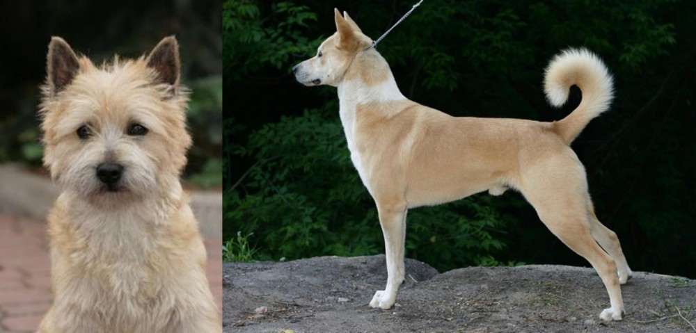 Canaan Dog vs Cairn Terrier - Breed Comparison