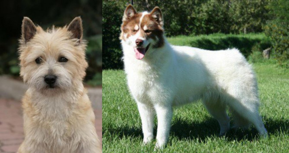 Canadian Eskimo Dog vs Cairn Terrier - Breed Comparison