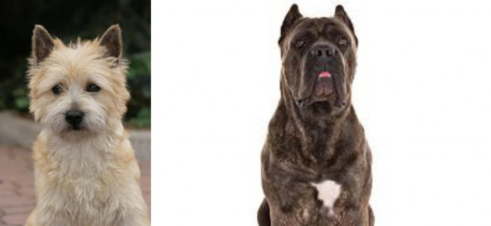 Cane Corso vs Cairn Terrier - Breed Comparison