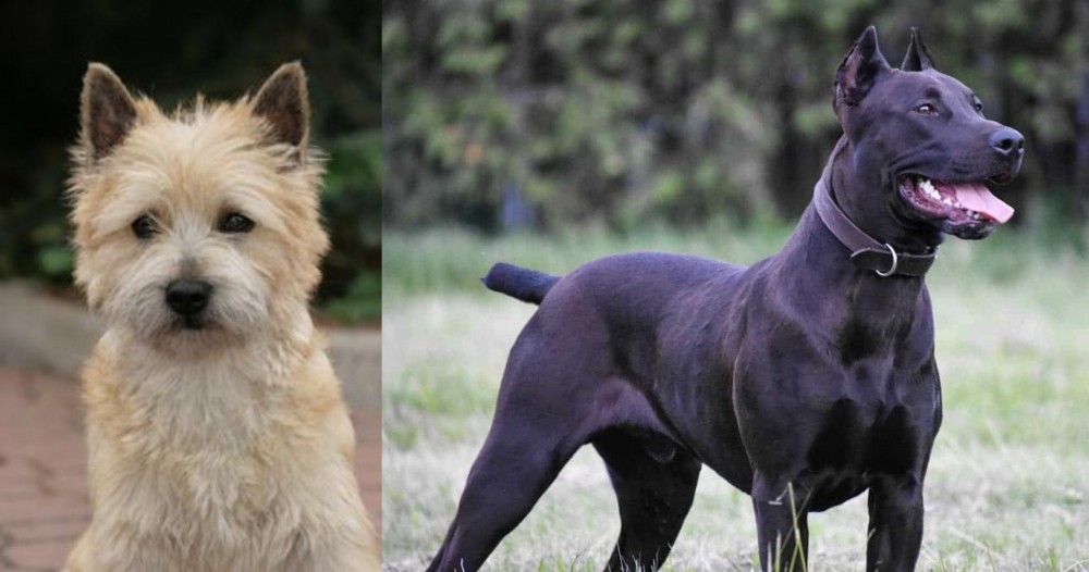 Canis Panther vs Cairn Terrier - Breed Comparison