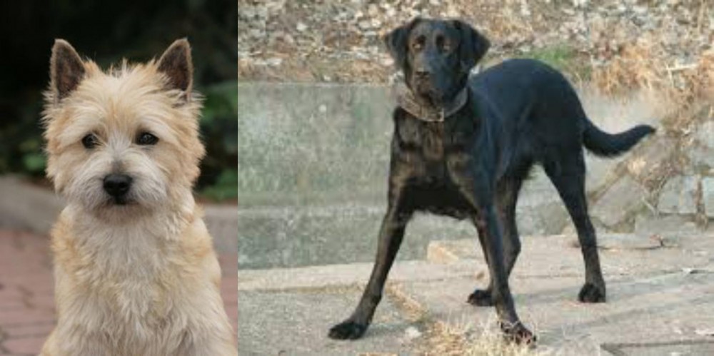 Cao de Castro Laboreiro vs Cairn Terrier - Breed Comparison