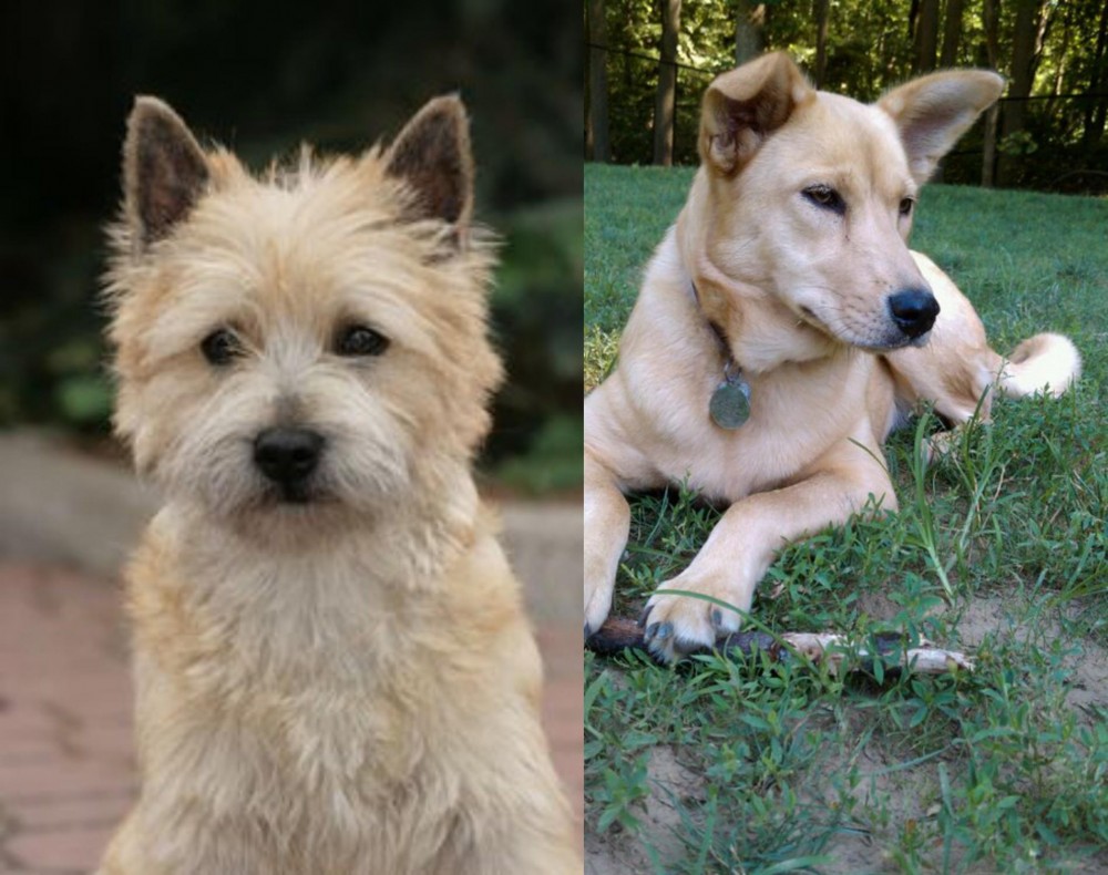 Carolina Dog vs Cairn Terrier - Breed Comparison