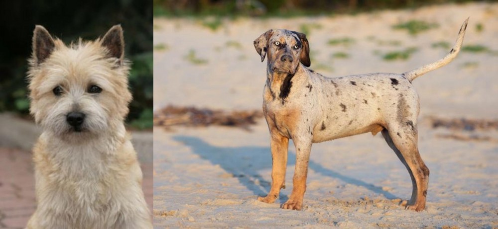 Catahoula Cur vs Cairn Terrier - Breed Comparison