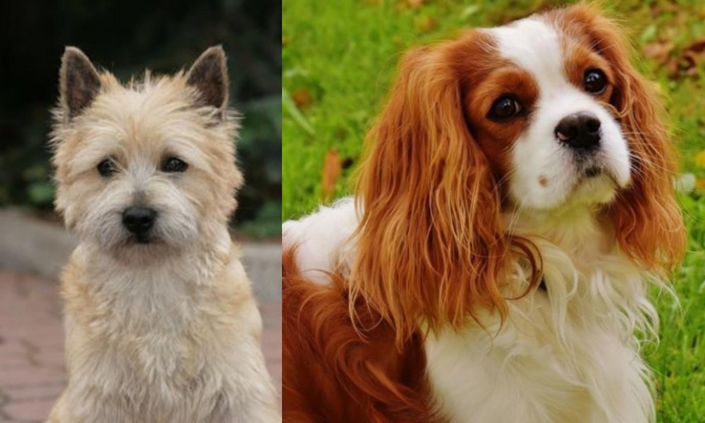 Cavalier King Charles Spaniel vs Cairn Terrier - Breed Comparison
