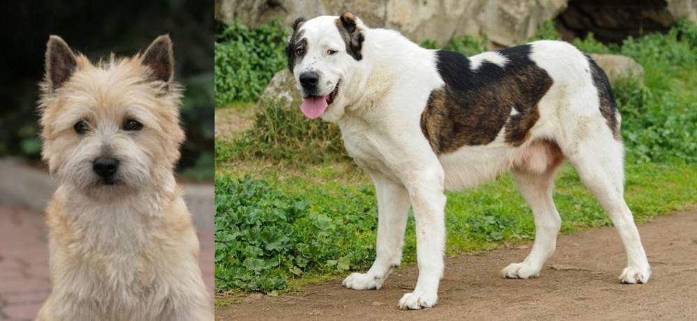 Central Asian Shepherd vs Cairn Terrier - Breed Comparison