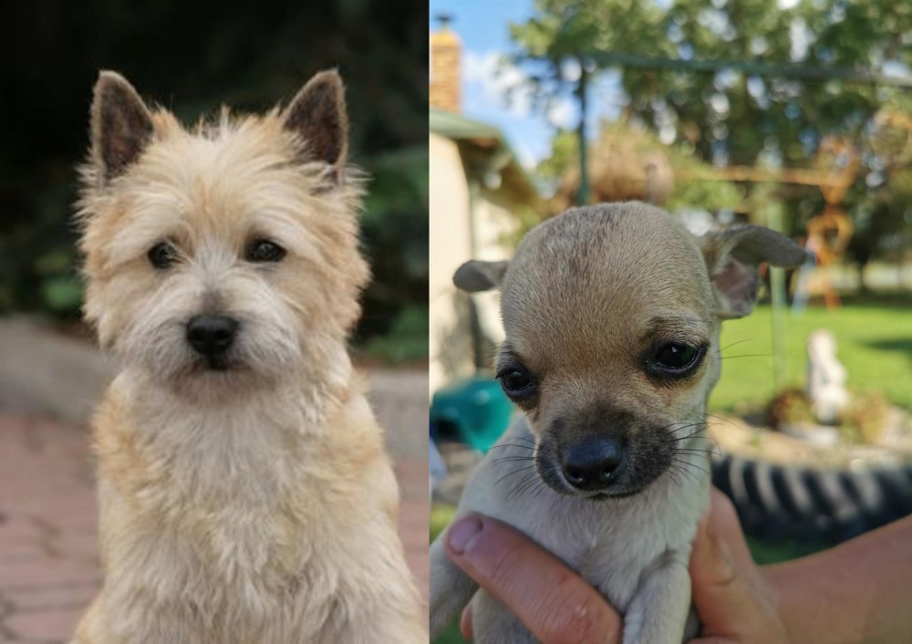 Chihuahua vs Cairn Terrier - Breed Comparison