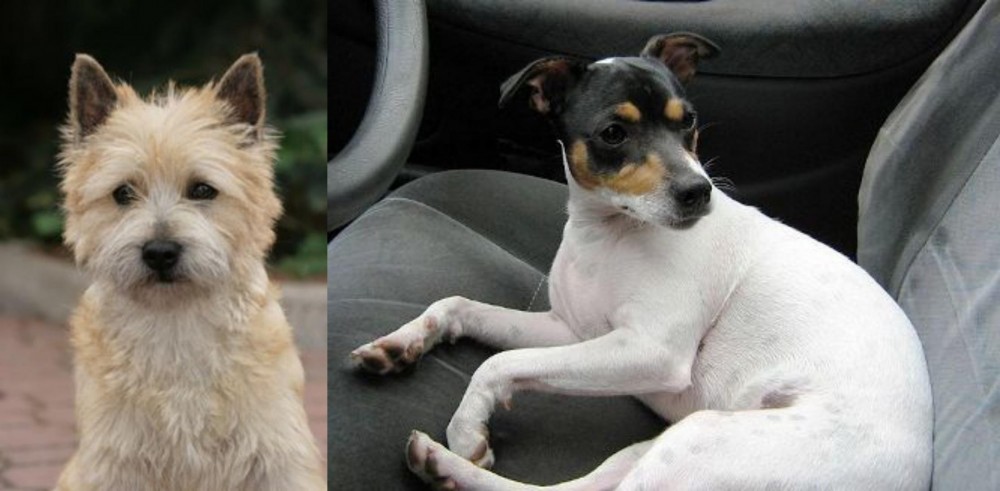 Chilean Fox Terrier vs Cairn Terrier - Breed Comparison