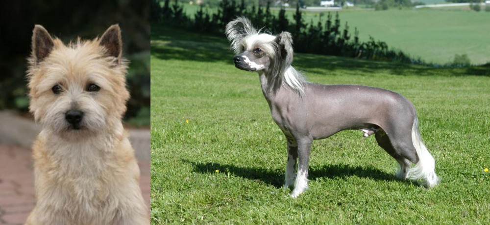 Chinese Crested Dog vs Cairn Terrier - Breed Comparison