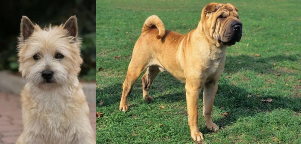 Chinese Shar Pei vs Cairn Terrier - Breed Comparison