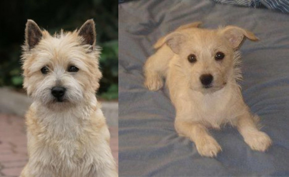 Chipoo vs Cairn Terrier - Breed Comparison