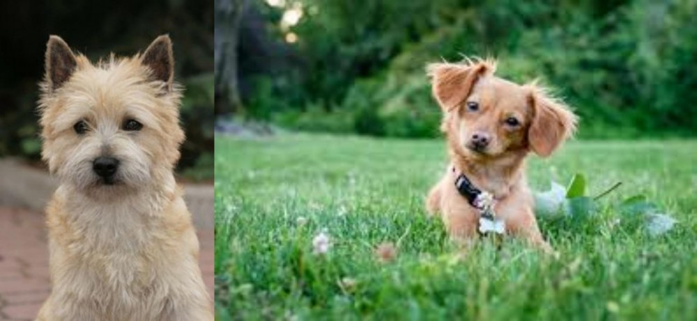 Chiweenie vs Cairn Terrier - Breed Comparison