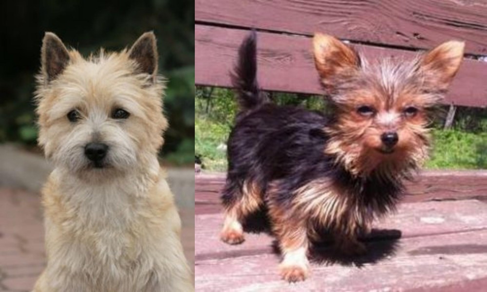 Chorkie vs Cairn Terrier - Breed Comparison