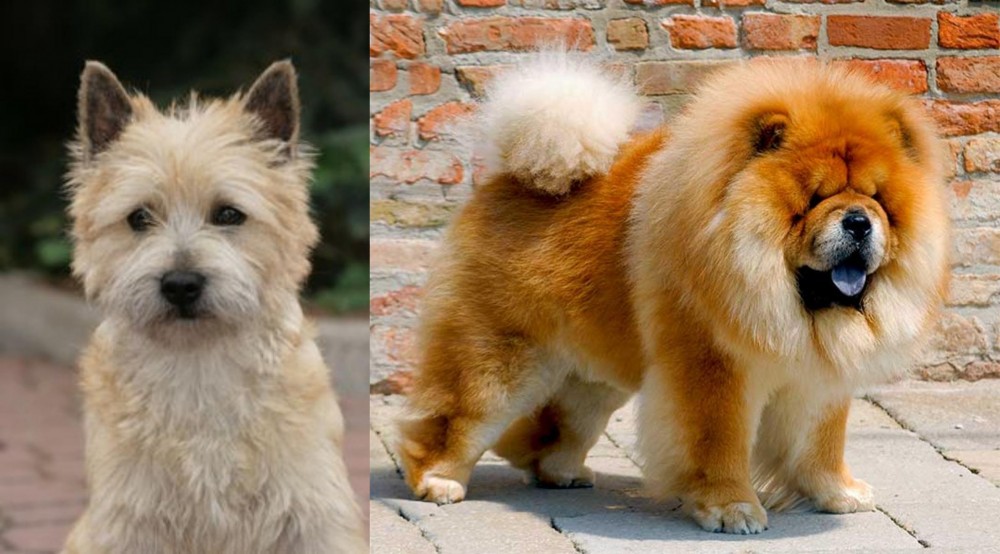 Chow Chow vs Cairn Terrier - Breed Comparison