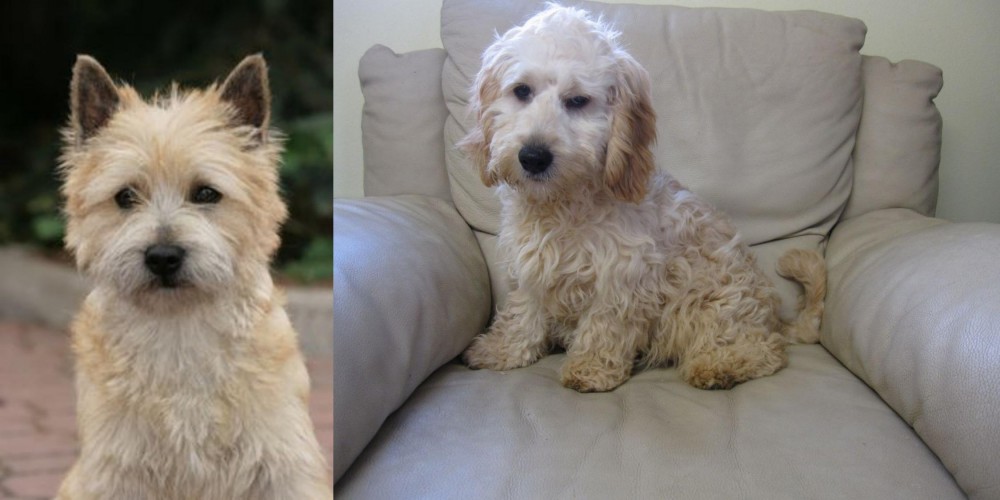 Cockachon vs Cairn Terrier - Breed Comparison