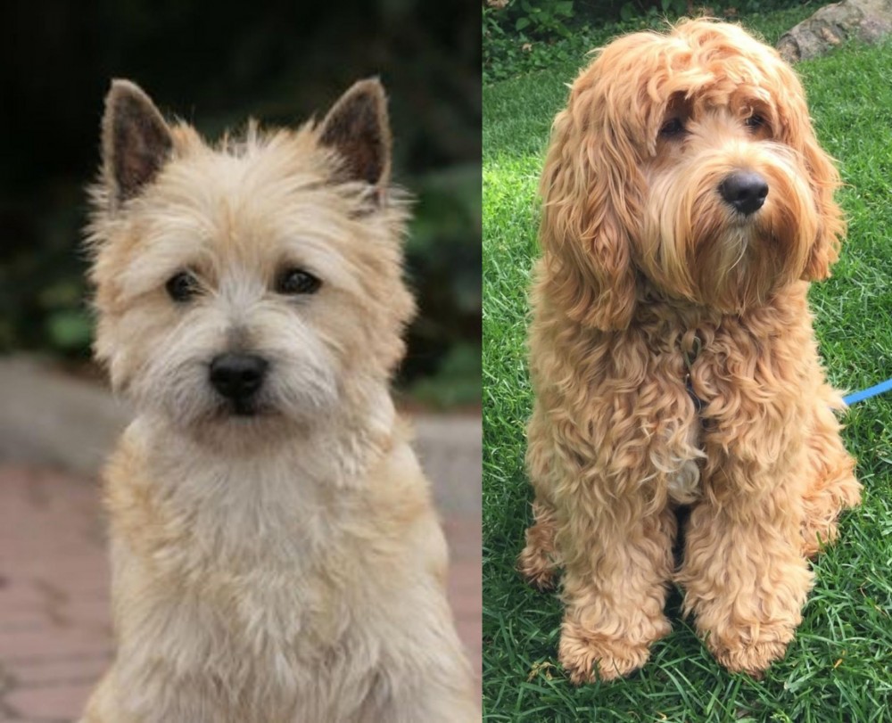 Cockapoo vs Cairn Terrier - Breed Comparison