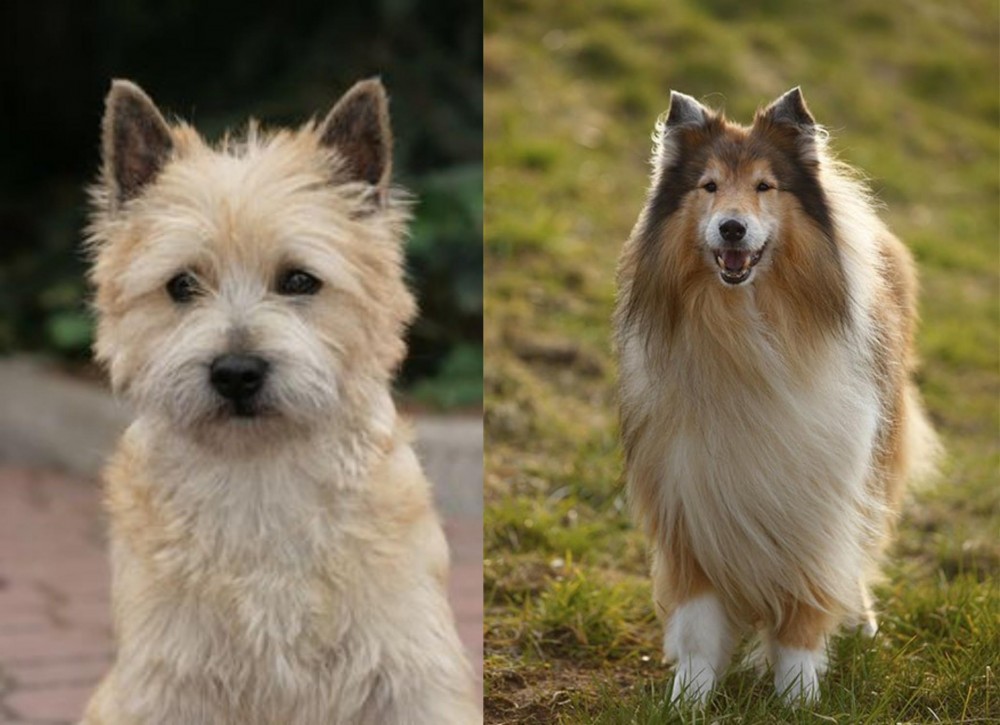 Collie vs Cairn Terrier - Breed Comparison