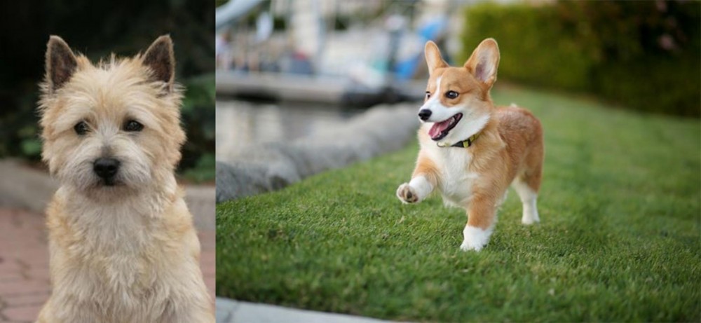 Corgi vs Cairn Terrier - Breed Comparison