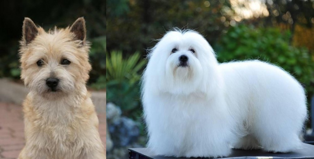 Coton De Tulear vs Cairn Terrier - Breed Comparison