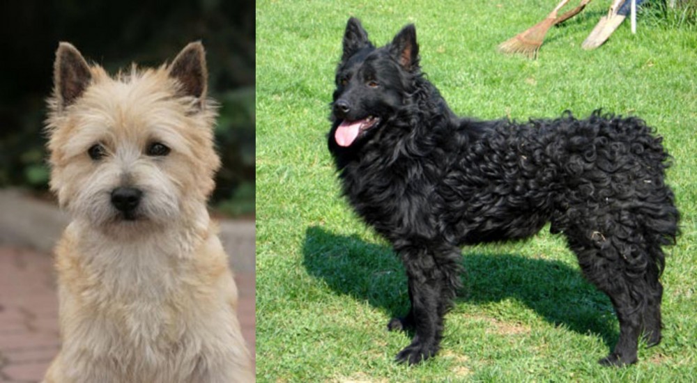 Croatian Sheepdog vs Cairn Terrier - Breed Comparison