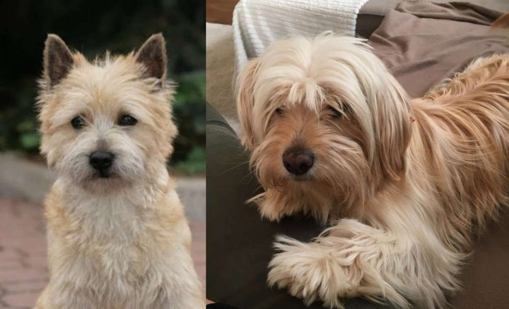 Cyprus Poodle vs Cairn Terrier - Breed Comparison