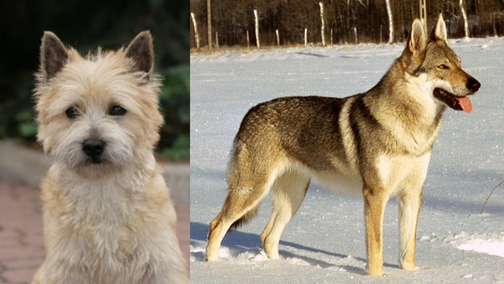 Czechoslovakian Wolfdog vs Cairn Terrier - Breed Comparison