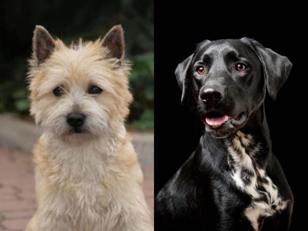 Dalmador vs Cairn Terrier - Breed Comparison