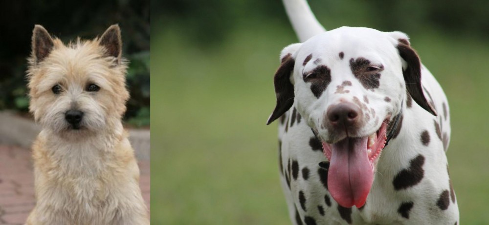 Dalmatian vs Cairn Terrier - Breed Comparison