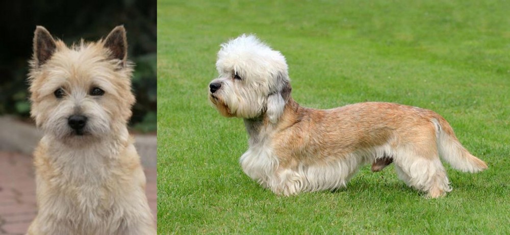 Dandie Dinmont Terrier vs Cairn Terrier - Breed Comparison