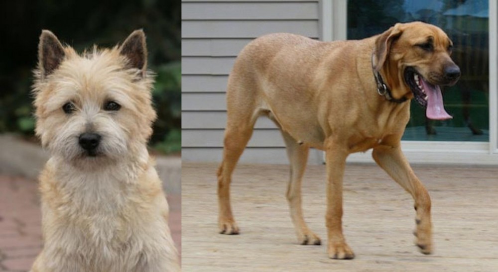Danish Broholmer vs Cairn Terrier - Breed Comparison