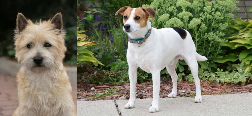 Danish Swedish Farmdog vs Cairn Terrier - Breed Comparison