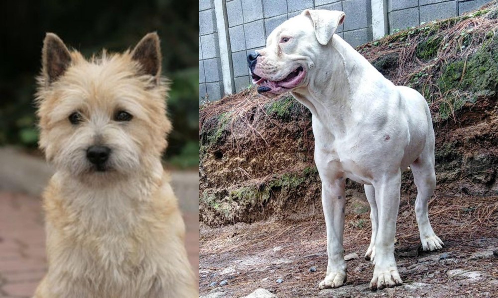 Dogo Guatemalteco vs Cairn Terrier - Breed Comparison