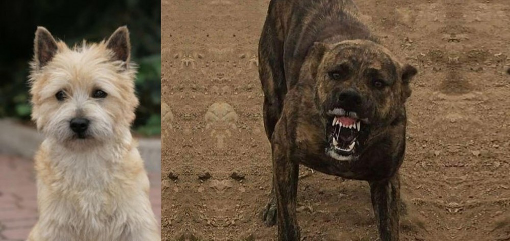 Dogo Sardesco vs Cairn Terrier - Breed Comparison