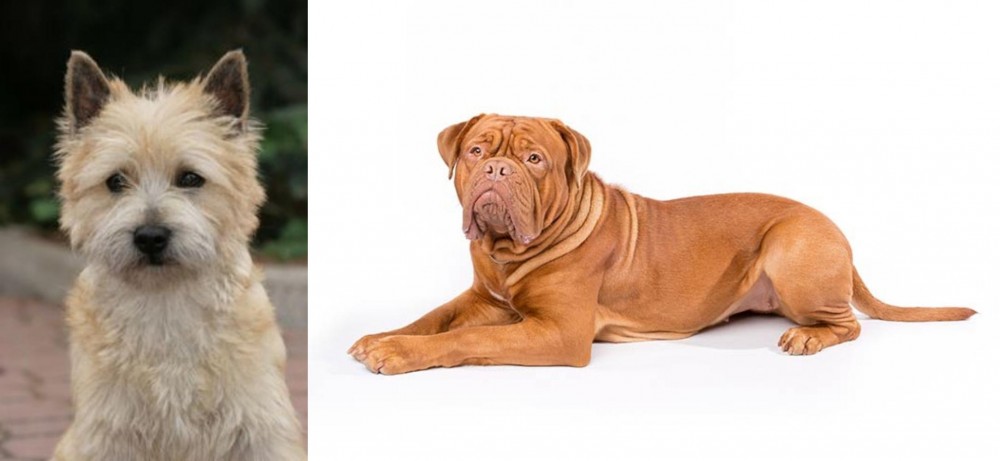 Dogue De Bordeaux vs Cairn Terrier - Breed Comparison